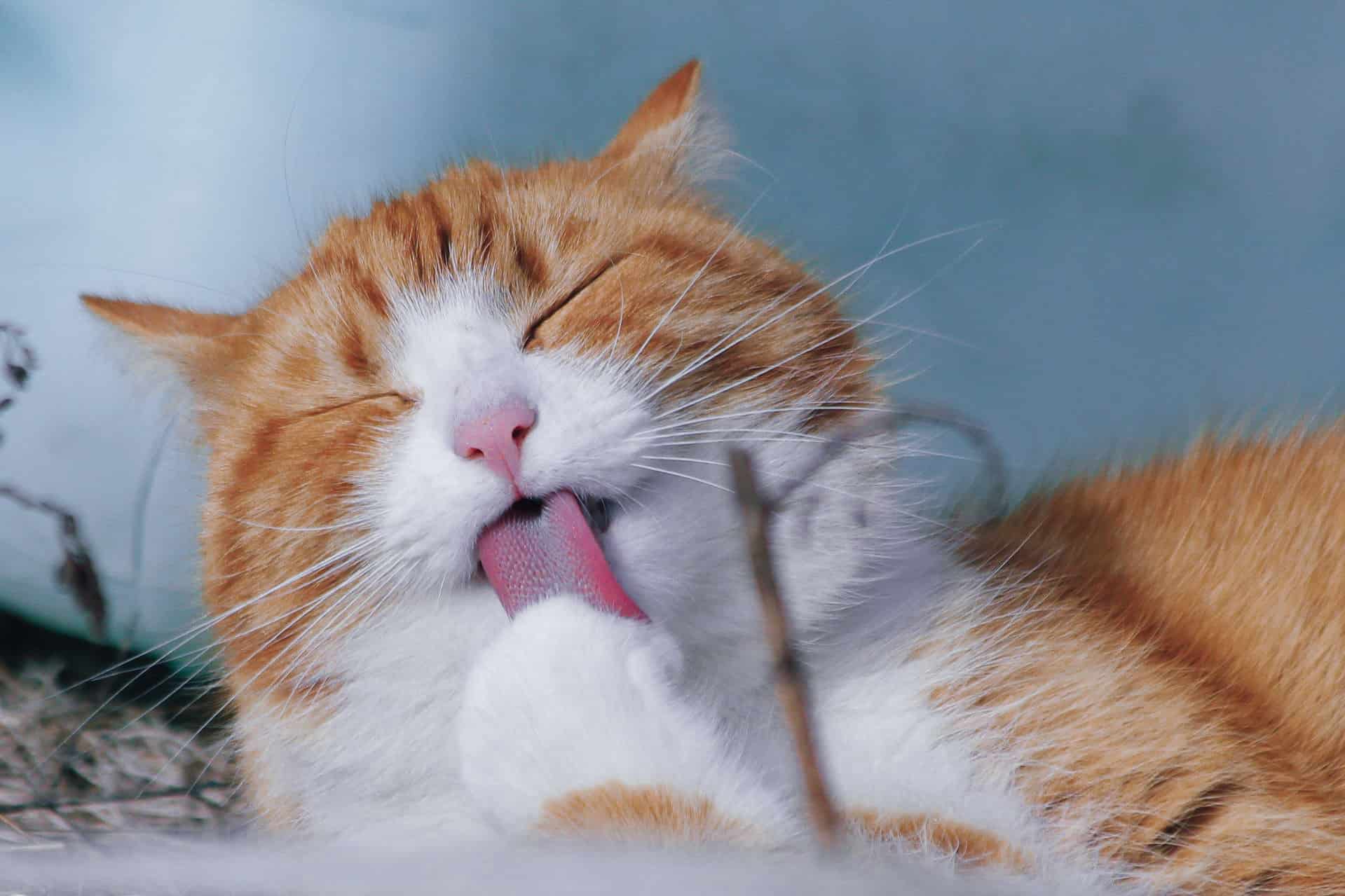 Valsam Vet Pet Supplements