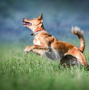 Valsam Vet Pet Supplements - Healthy Joints & Mobility
